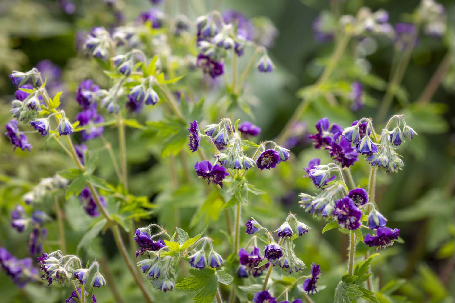 Kurjenpolvi 'Joseph Green'